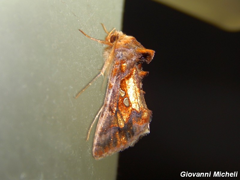 Noctuidae2 da ID - Chrysodeixis chalcites